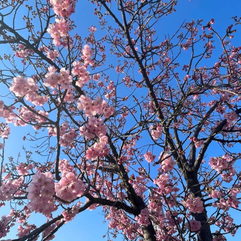 beautiful flowers cherry blossom