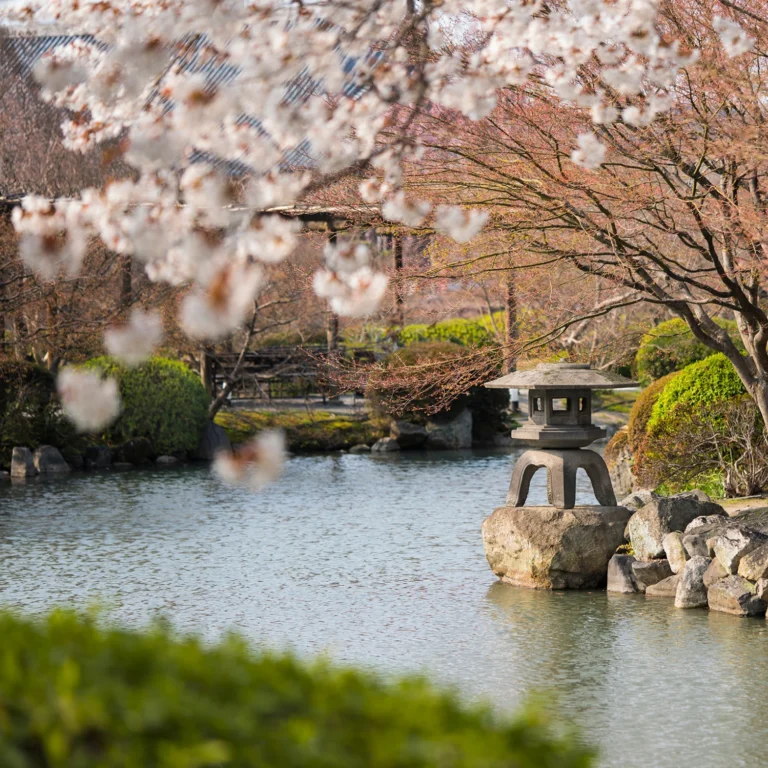 cherry blossoms in japan